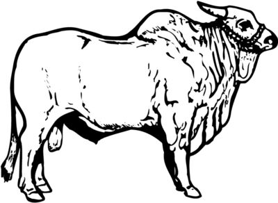 COW018