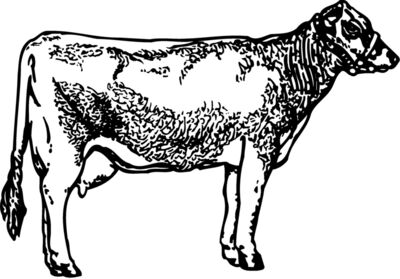 COW033