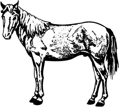 HORSE022