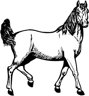 HORSE041