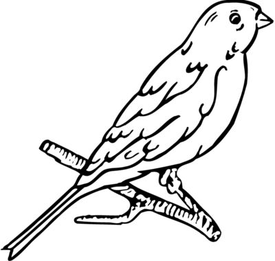 BIRD015