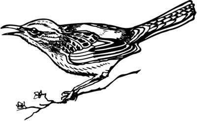 BIRD018