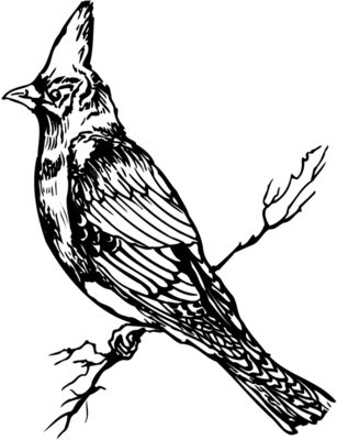 BIRD025