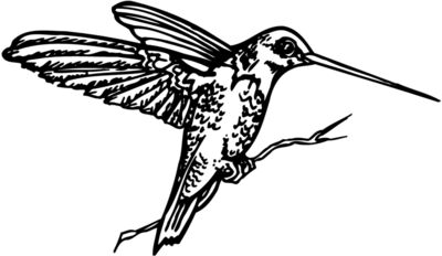 BIRD033