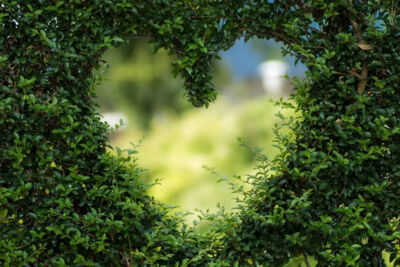 Heart in a bush